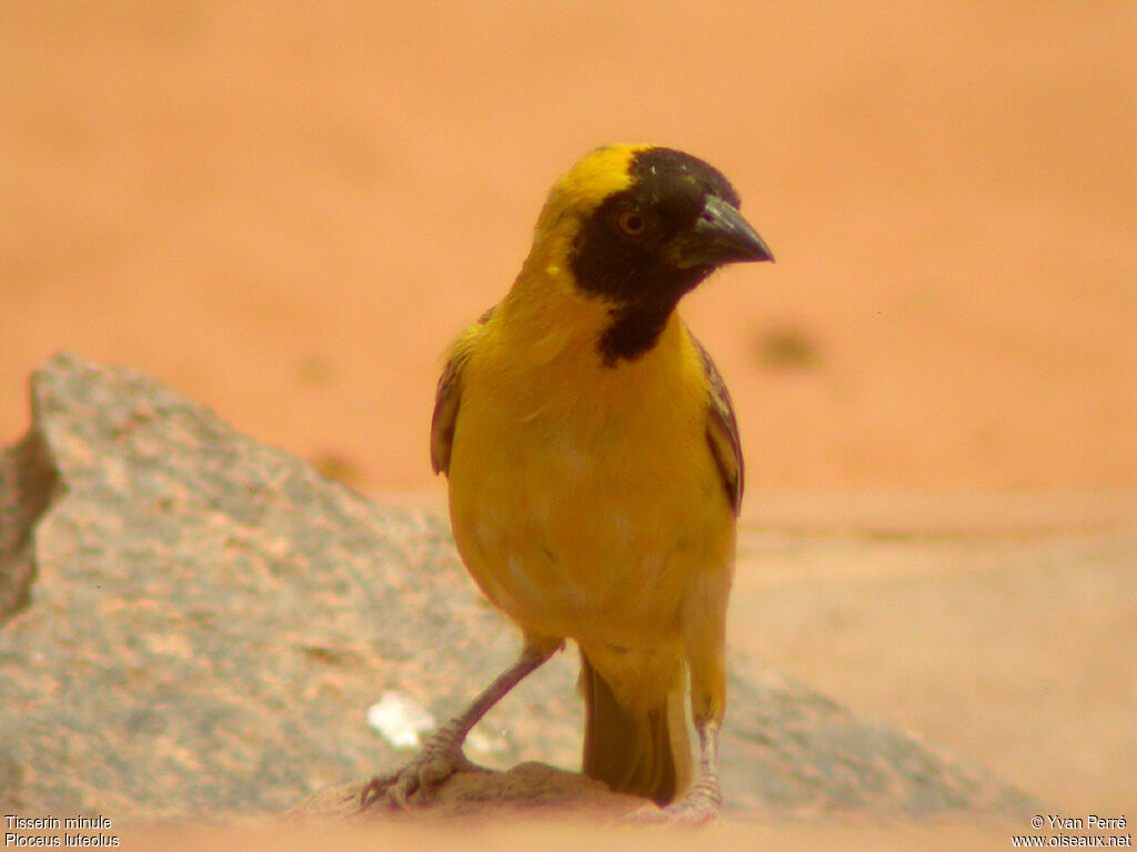 Little Weaver male adult breeding