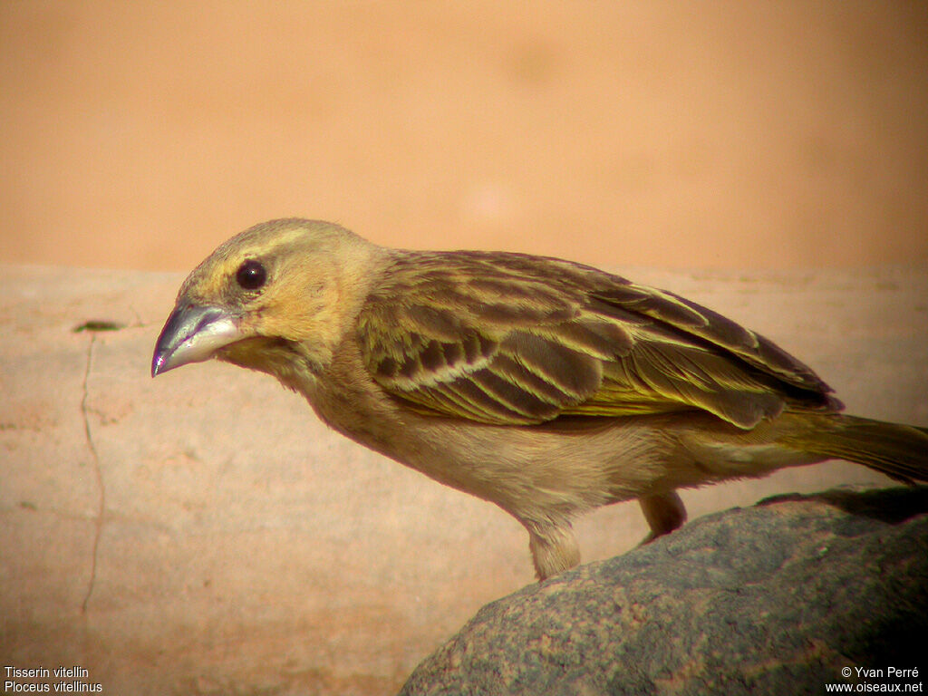 Vitelline Masked Weaver