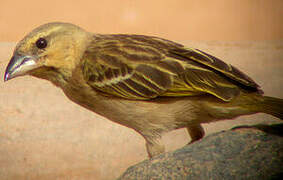 Vitelline Masked Weaver