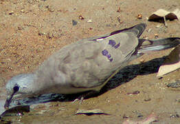 Black-billed Wood Dove