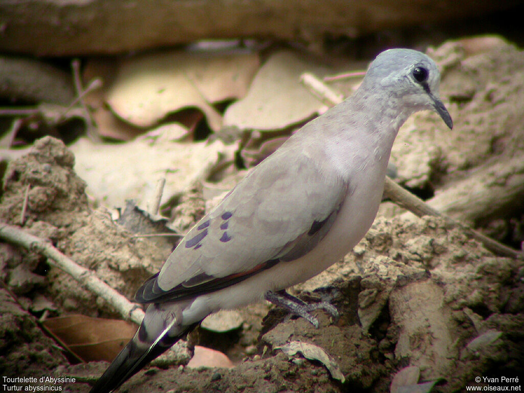 Black-billed Wood Doveadult