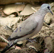 Black-billed Wood Dove