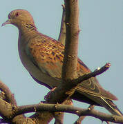 European Turtle Dove