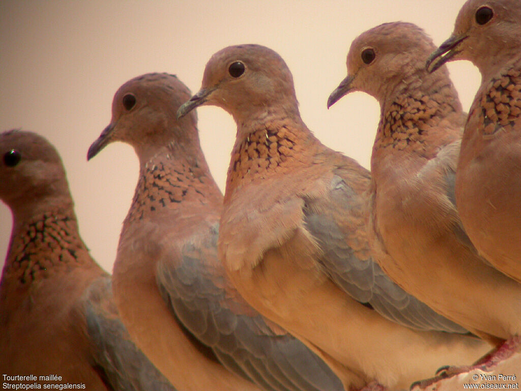 Laughing Doveadult