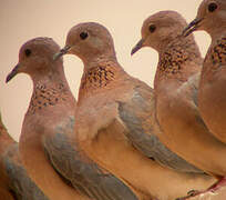 Laughing Dove