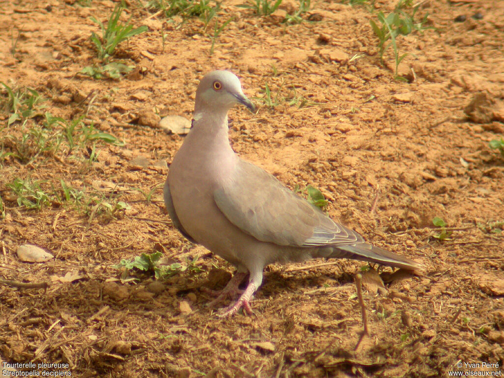 Mourning Collared Doveadult