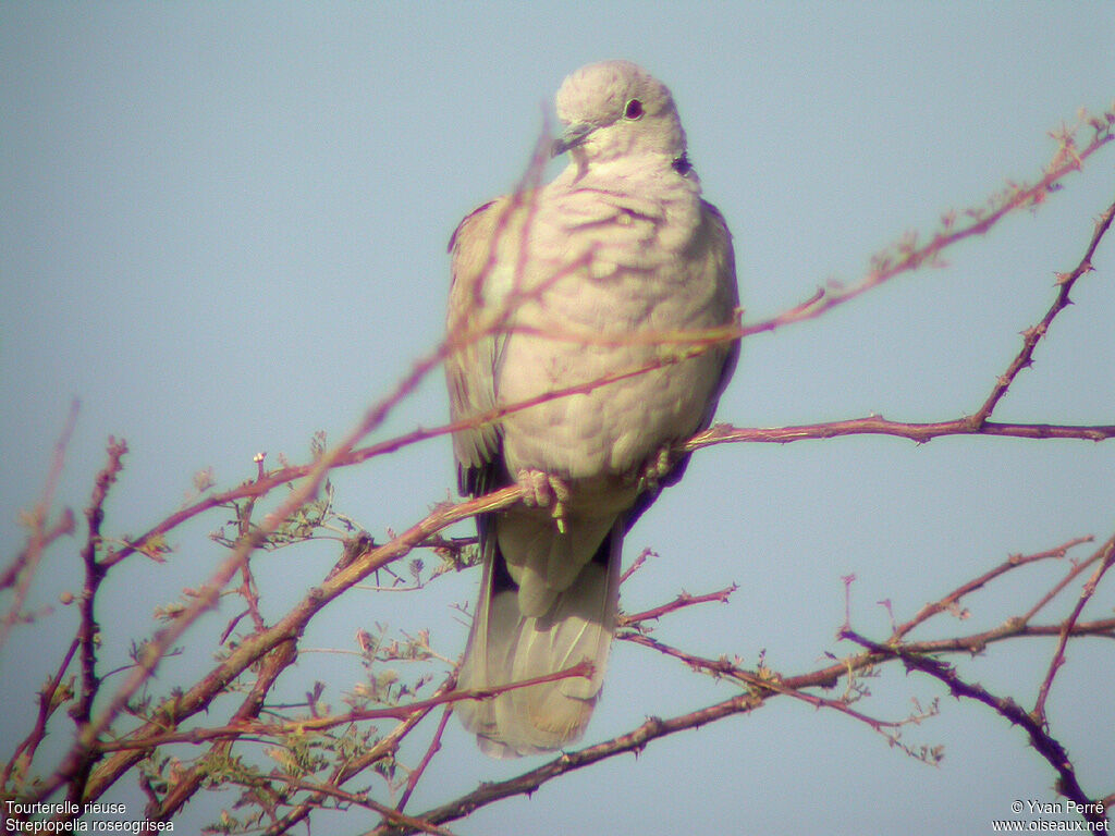 African Collared Doveadult