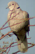 African Collared Dove