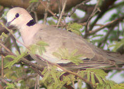 Vinaceous Dove