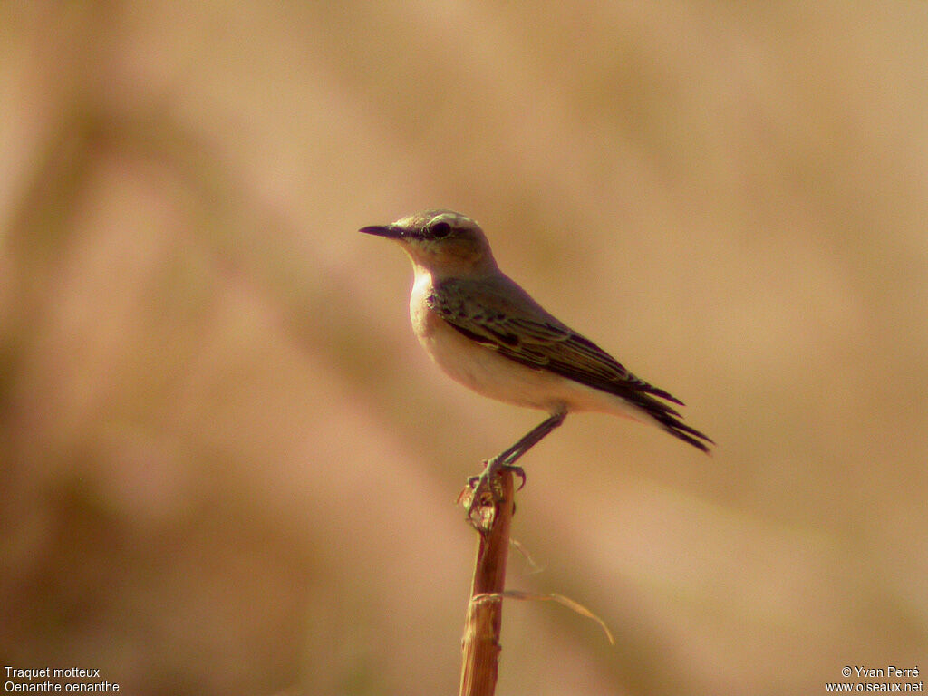 Northern Wheatear