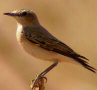 Northern Wheatear