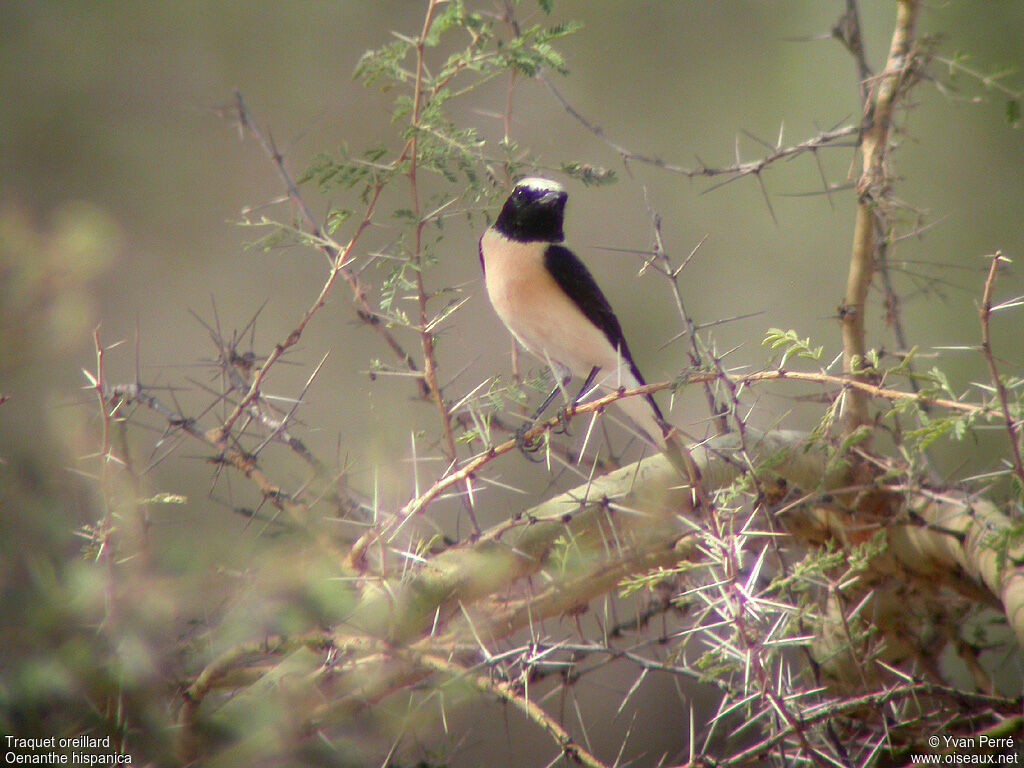 Western Black-eared Wheatear male adult