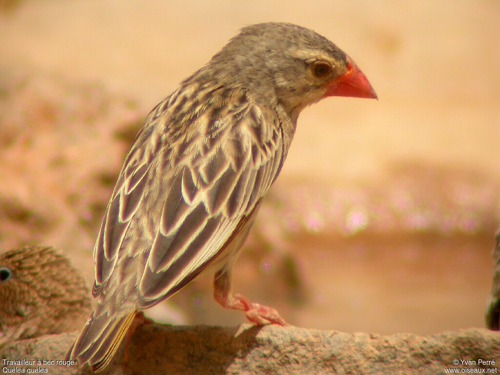 Red-billed Queleaadult post breeding