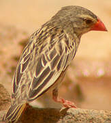 Red-billed Quelea