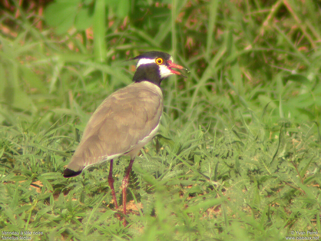 Black-headed Lapwingadult