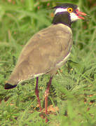 Black-headed Lapwing