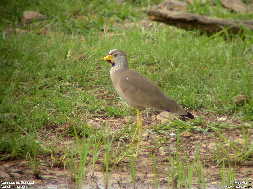 African Wattled Lapwingadult