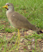 African Wattled Lapwing