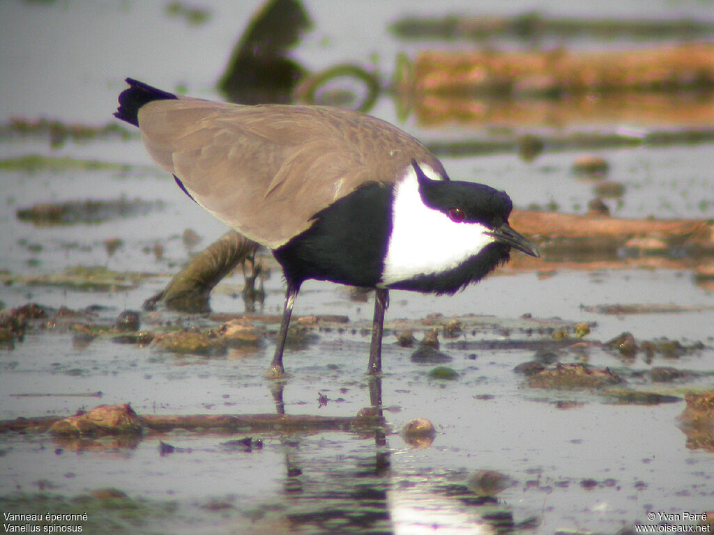 Spur-winged Lapwingadult