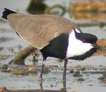 Spur-winged Lapwing