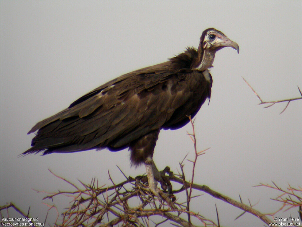 Hooded Vulturejuvenile