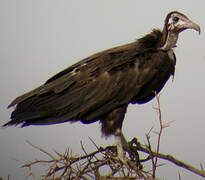 Hooded Vulture