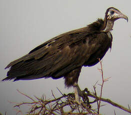 Vautour charognard