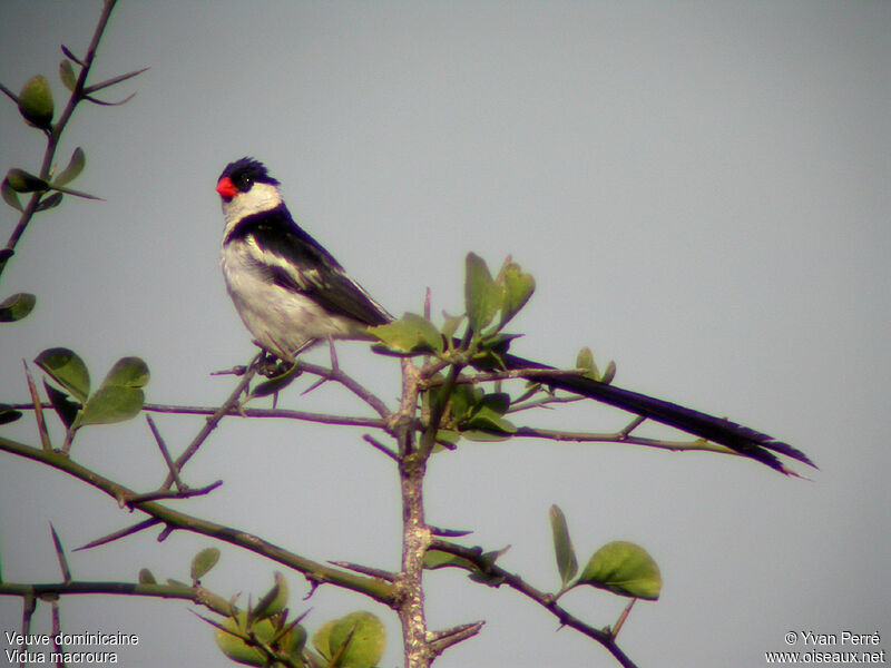 Pin-tailed Whydah male adult breeding
