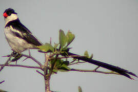 Pin-tailed Whydah