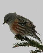 Alpine Accentor