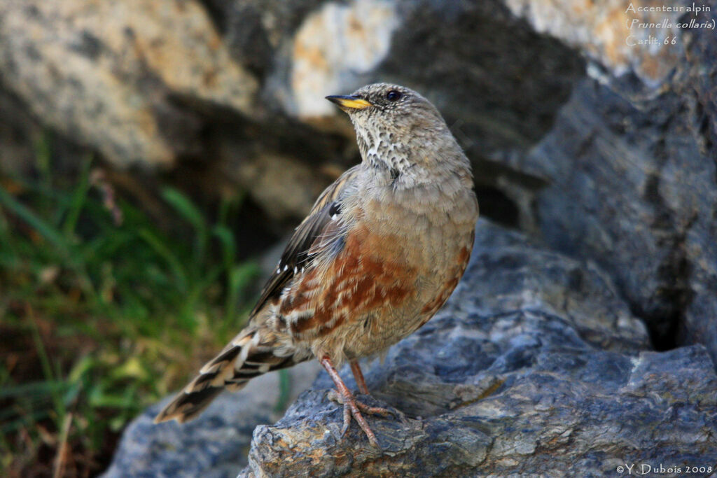 Accenteur alpinadulte