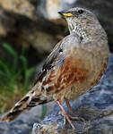 Accenteur alpin