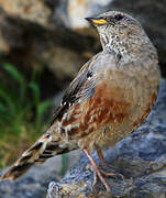 Alpine Accentor