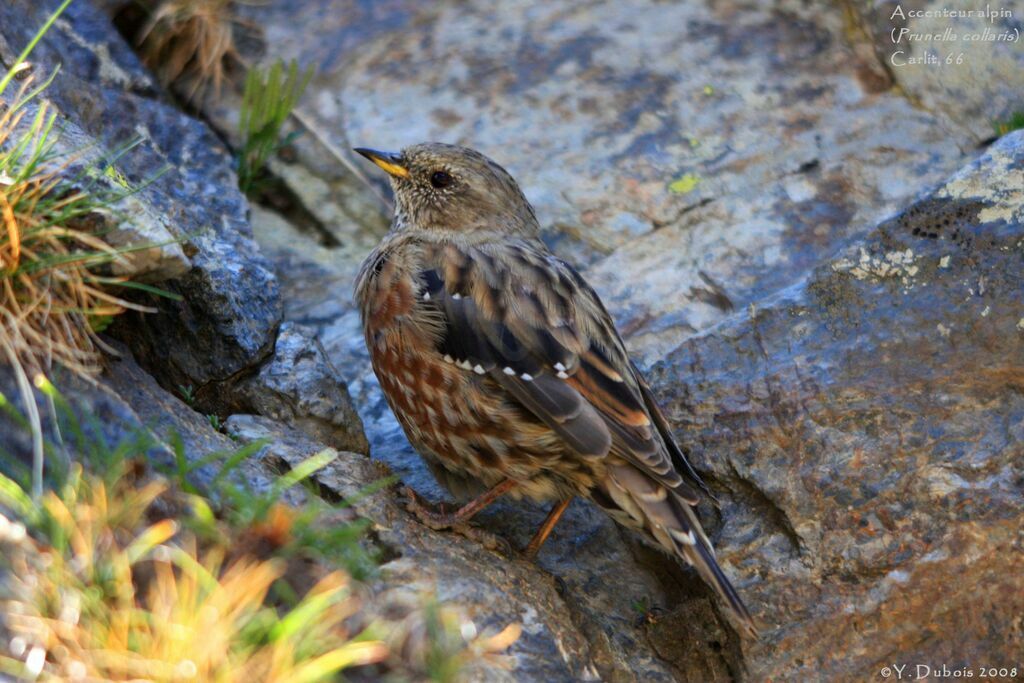 Alpine Accentoradult