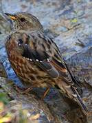 Alpine Accentor