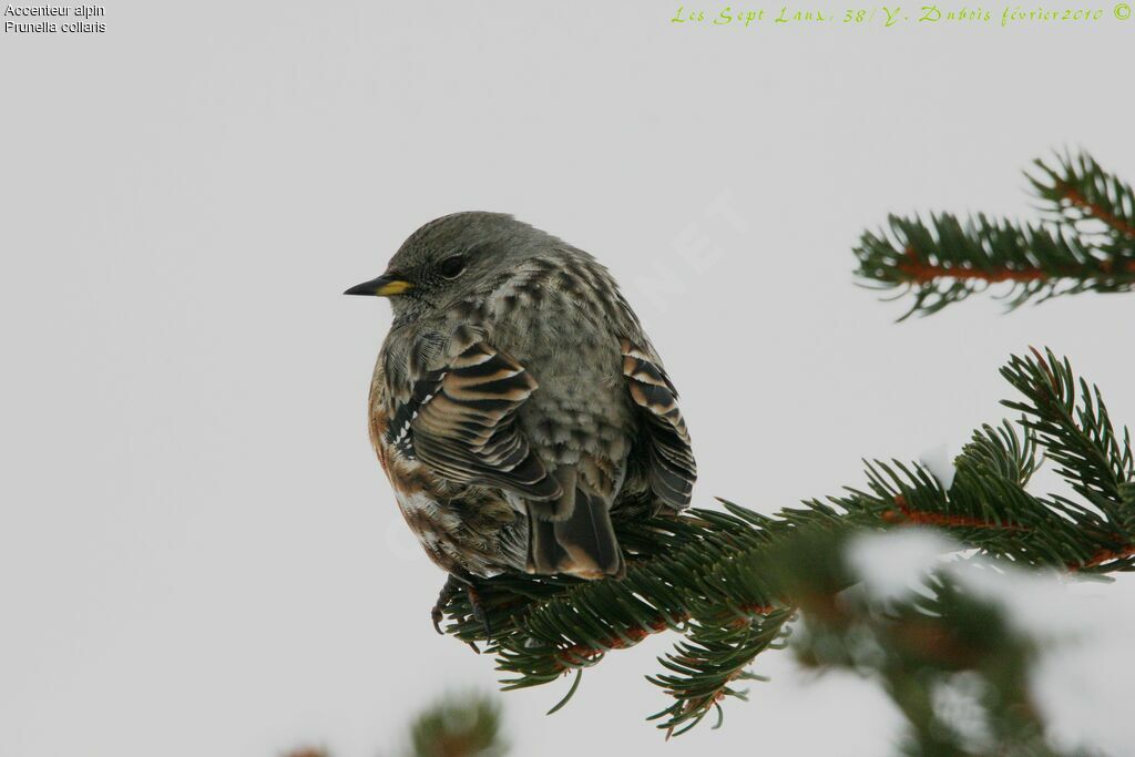 Alpine Accentor