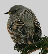 Alpine Accentor