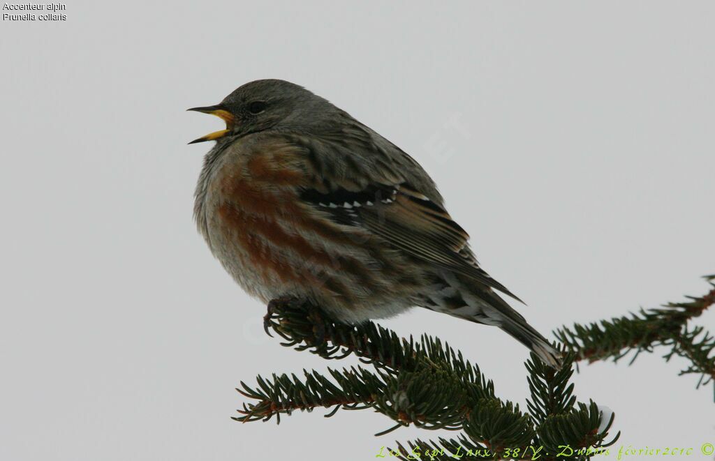 Accenteur alpin