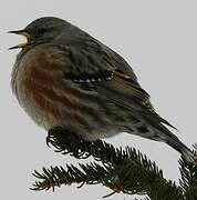 Alpine Accentor