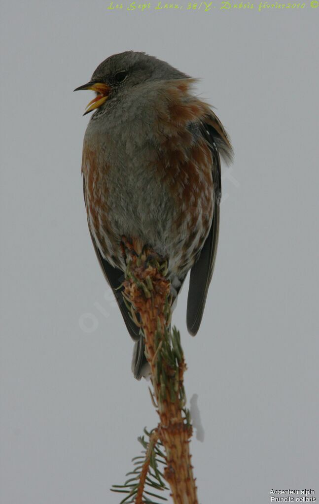 Alpine Accentor