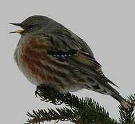 Alpine Accentor