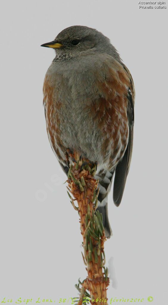 Alpine Accentor