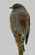 Alpine Accentor