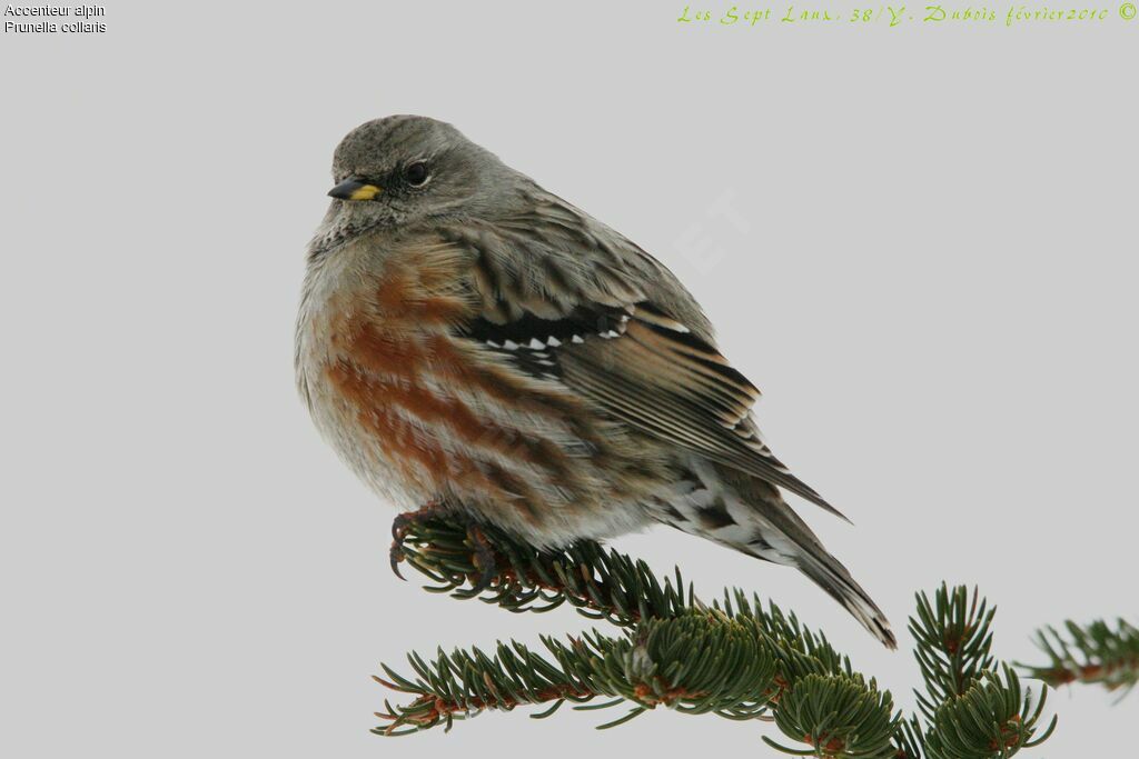 Alpine Accentor