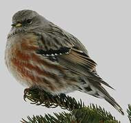 Alpine Accentor