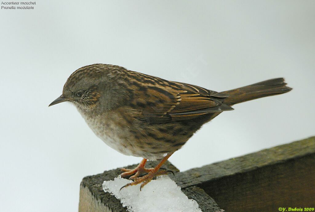 Dunnock