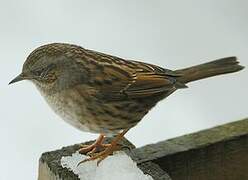 Dunnock