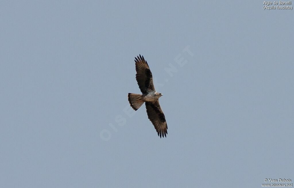 Aigle de Bonelli