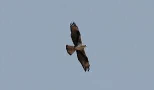 Bonelli's Eagle