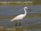 Aigrette garzette